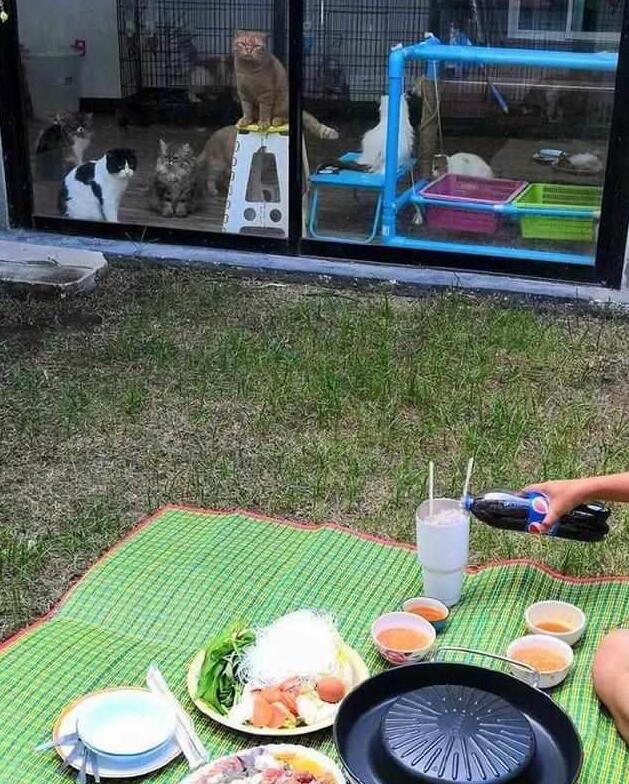 主人屋外吃大餐,锁在屋内的橘猫虎视眈眈(图1)