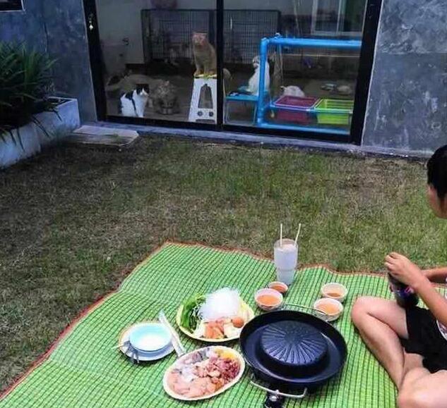 主人屋外吃大餐,锁在屋内的橘猫虎视眈眈(图2)