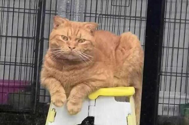 主人屋外吃大餐,锁在屋内的橘猫虎视眈眈(图4)