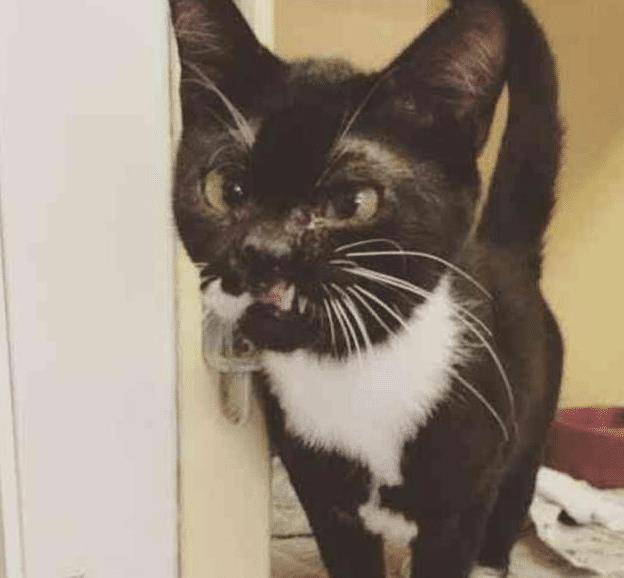 流浪猫因打架“毁容”，女子毫不嫌弃直接收养，用爱“感化”猫咪(图2)