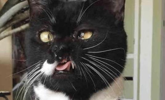 流浪猫因打架“毁容”，女子毫不嫌弃直接收养，用爱“感化”猫咪(图1)