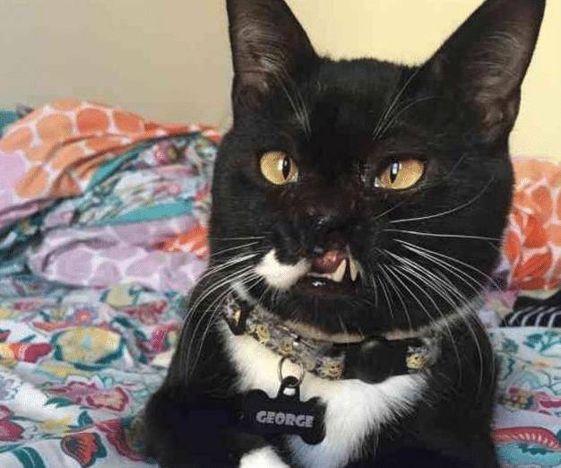 流浪猫因打架“毁容”，女子毫不嫌弃直接收养，用爱“感化”猫咪(图3)