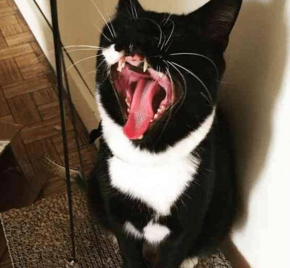 流浪猫因打架“毁容”，女子毫不嫌弃直接收养，用爱“感化”猫咪(图6)