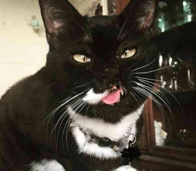 流浪猫因打架“毁容”，女子毫不嫌弃直接收养，用爱“感化”猫咪(图5)