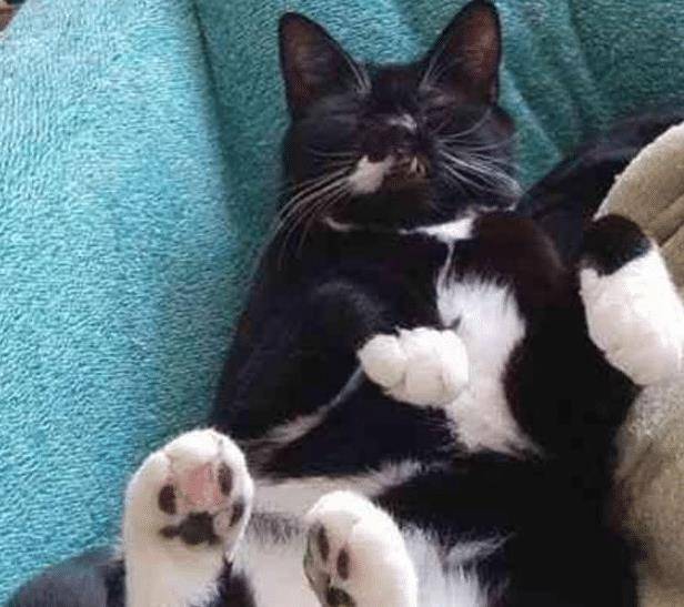 流浪猫因打架“毁容”，女子毫不嫌弃直接收养，用爱“感化”猫咪(图8)