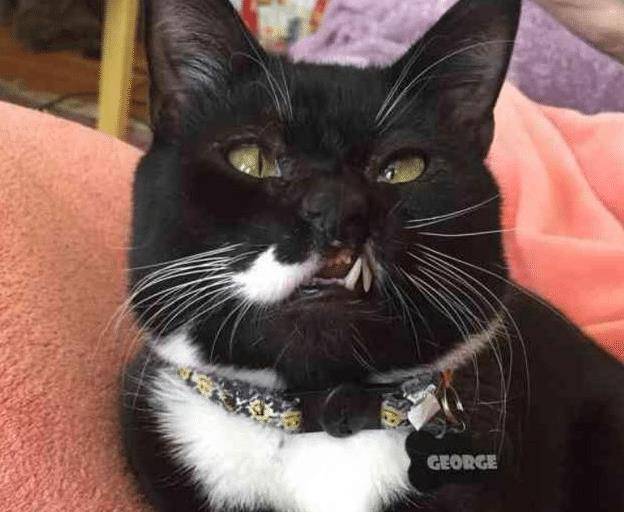 流浪猫因打架“毁容”，女子毫不嫌弃直接收养，用爱“感化”猫咪(图7)