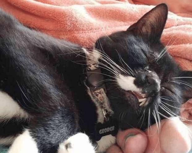 流浪猫因打架“毁容”，女子毫不嫌弃直接收养，用爱“感化”猫咪(图9)