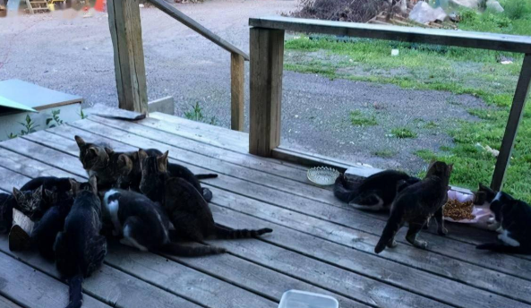 前屋主遗弃20多只猫，新主人本不爱猫，却因这件事留下它们...(图1)