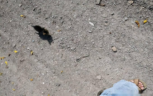 前屋主遗弃20多只猫，新主人本不爱猫，却因这件事留下它们...(图2)