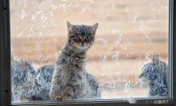 前屋主遗弃20多只猫，新主人本不爱猫，却因这件事留下它们...(图3)