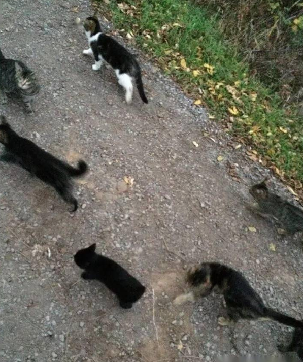 前屋主遗弃20多只猫，新主人本不爱猫，却因这件事留下它们...(图5)