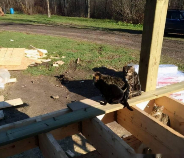 前屋主遗弃20多只猫，新主人本不爱猫，却因这件事留下它们...(图4)