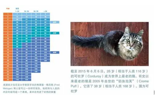 家猫的寿命多少年 | 家猫的寿命 一般家猫能活到12岁左右(图1)