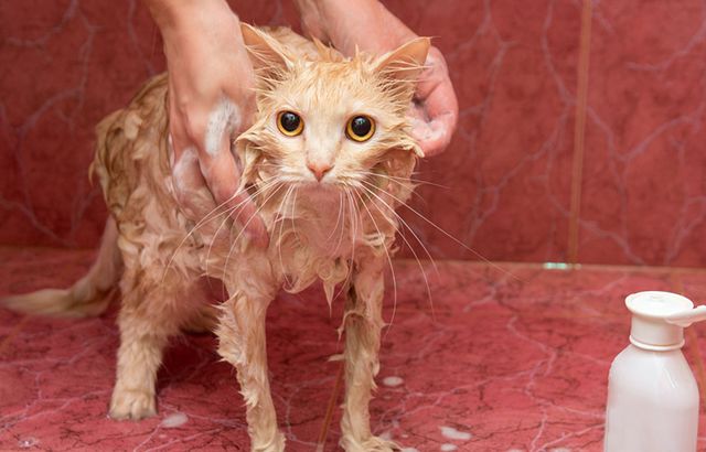 如果你在养猫,那么劝你别做这“7件蠢事”!(图3)