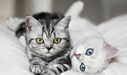 如果你在养猫,那么劝你别做这“7件蠢事”!(图1)