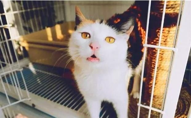 如果你在养猫,那么劝你别做这“7件蠢事”!(图2)