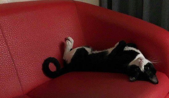 猫对妈咪的浴巾独有情钟 超用力抢到脚脚开掌花(图1)