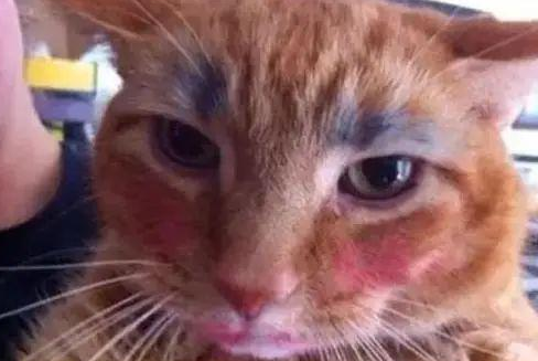 时代变了，现在猫咪的天敌不是狗，而是…(图2)