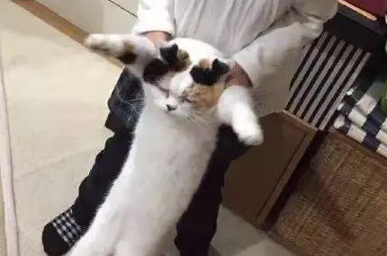 时代变了，现在猫咪的天敌不是狗，而是…(图1)