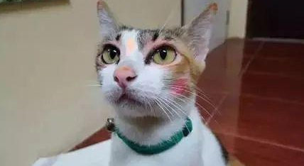 时代变了，现在猫咪的天敌不是狗，而是…(图3)