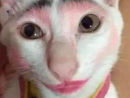 时代变了，现在猫咪的天敌不是狗，而是…(图4)