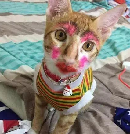 时代变了，现在猫咪的天敌不是狗，而是…(图5)