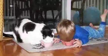 时代变了，现在猫咪的天敌不是狗，而是…(图7)