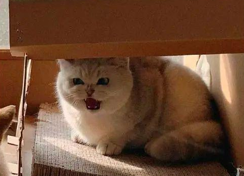 时代变了，现在猫咪的天敌不是狗，而是…(图8)