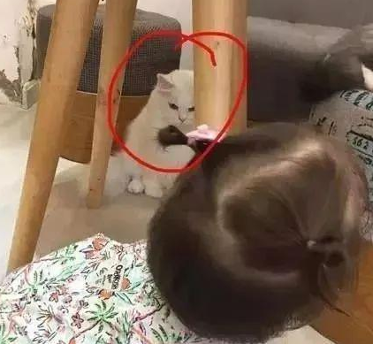 时代变了，现在猫咪的天敌不是狗，而是…(图9)