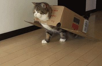 时代变了，现在猫咪的天敌不是狗，而是…(图11)