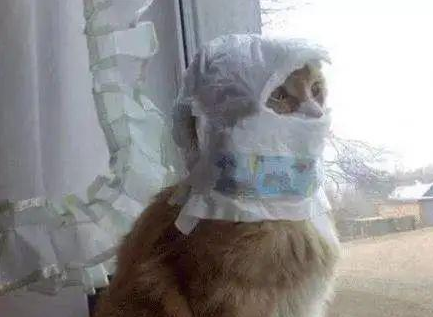 时代变了，现在猫咪的天敌不是狗，而是…(图12)