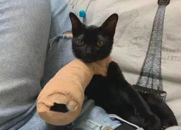 时代变了，现在猫咪的天敌不是狗，而是…(图13)