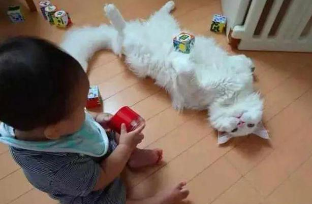 时代变了，现在猫咪的天敌不是狗，而是…(图14)