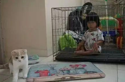 时代变了，现在猫咪的天敌不是狗，而是…(图17)