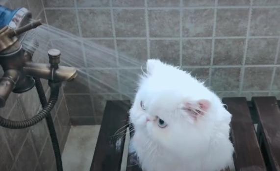 这只小白猫真火了, 当它回头时, 网友: 猫界刘亦菲?(图2)