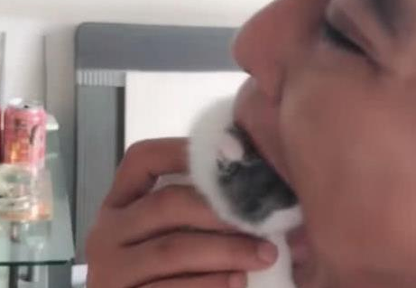 主人忍不住要“吃”小奶猫，猫妈妈看到后的表情亮了！(图1)