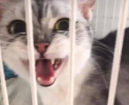 主人忍不住要“吃”小奶猫，猫妈妈看到后的表情亮了！(图3)