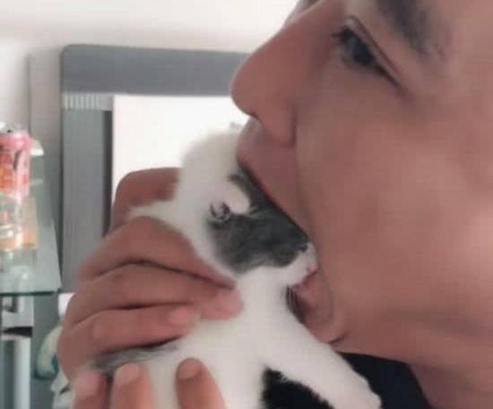 主人忍不住要“吃”小奶猫，猫妈妈看到后的表情亮了！(图2)