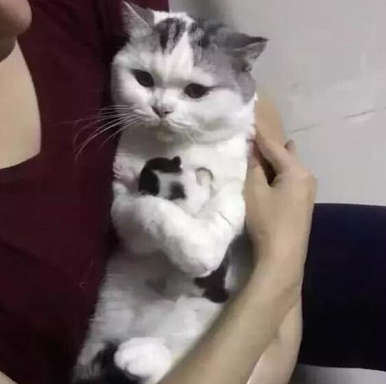 主人想看看小奶猫，母猫一脸拒绝的表情，网友：笑喷了！(图2)