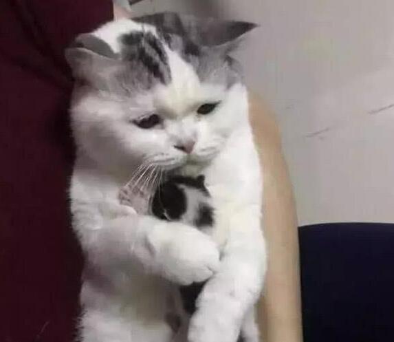 主人想看看小奶猫，母猫一脸拒绝的表情，网友：笑喷了！(图3)