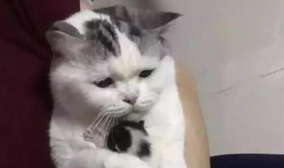 主人想看看小奶猫，母猫一脸拒绝的表情，网友：笑喷了！(图4)