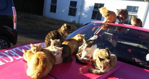 爱车被浪喵霸占取暖 猫咪实在太可爱只好共享啦(图2)