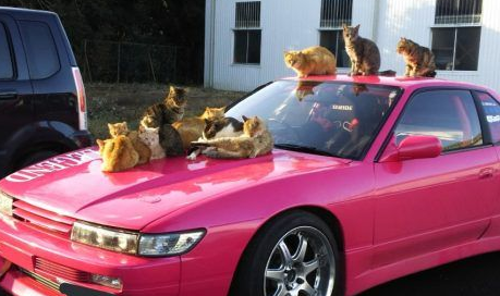 爱车被浪喵霸占取暖 猫咪实在太可爱只好共享啦(图1)