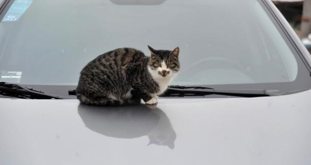 流浪小猫被困车底，获救后被好心人收养，猫生就此改变(图1)