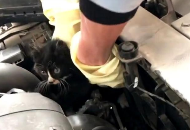 流浪小猫被困车底，获救后被好心人收养，猫生就此改变(图2)