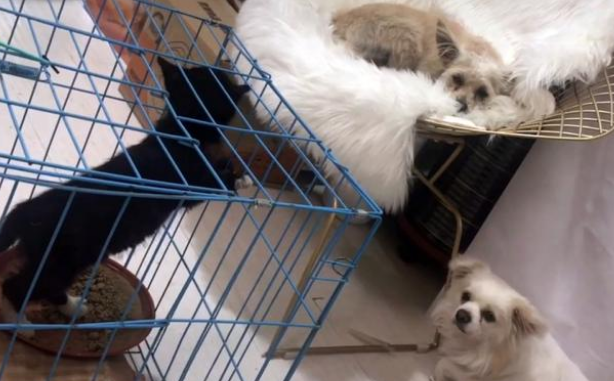 流浪小猫被困车底，获救后被好心人收养，猫生就此改变(图3)