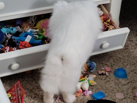 光明正大偷东西,猫:我有错吗?(图1)