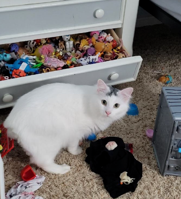 光明正大偷东西,猫:我有错吗?(图2)