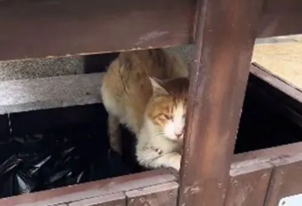 暴雨下1只流浪猫缩在垃圾桶里,眼神早已没了光:能活着就不错了(图1)