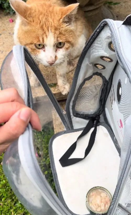 暴雨下1只流浪猫缩在垃圾桶里,眼神早已没了光:能活着就不错了(图3)